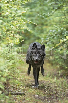 Gray wolf on the run