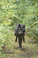 Gray wolf on the run