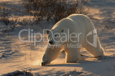 Sunrise Stalk - polar bear at dawn