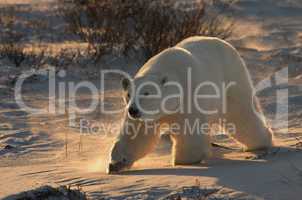 Sunrise Stalk - polar bear at dawn