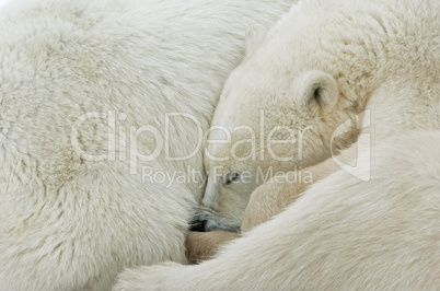 Tundra Textures - Mother and cub
