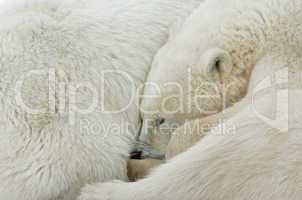 Tundra Textures - Mother and cub