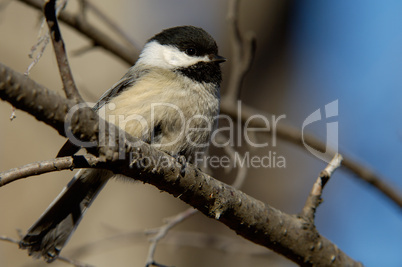 Black-capped Chickadee at dawn