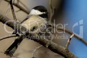 Black-capped Chickadee at dawn