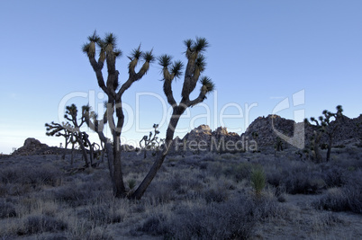 Joshua Trees