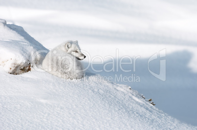Arctic Fox resting in morning sun