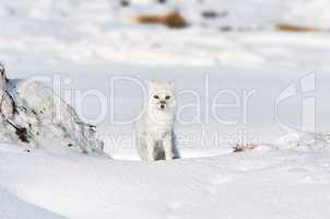 Arctic Fox on Alert