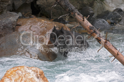 Gray wolf wading rapids