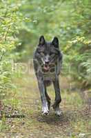 Gray wolf in pursuit of prey