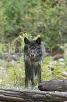 Gray wolf - full stare