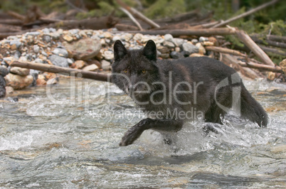 Gray wolf wading river