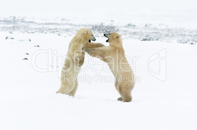 Polar Bears Sparring 4