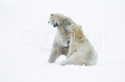 Polar Bears Sparring 1