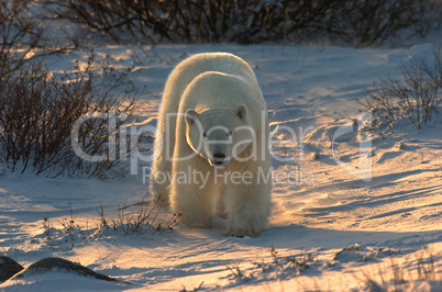 Arctic Arches - Polar bear at dawn