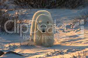 Arctic Arches - Polar bear at dawn