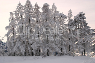 Winterliche Abendstimmung