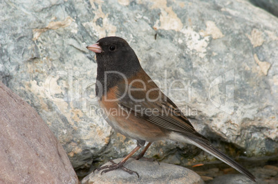 Dark-eyed Junco on Stone