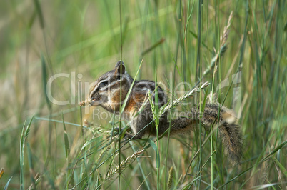 Chipmunk Balancing on Grass