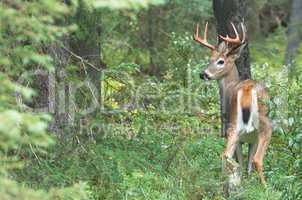White-tailed Buck in Forest