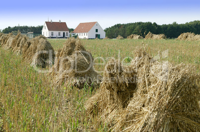 Harvest time