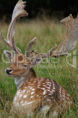 Fallow buck