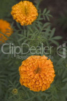 marigold