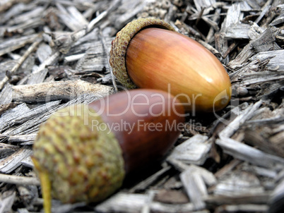 Acorns