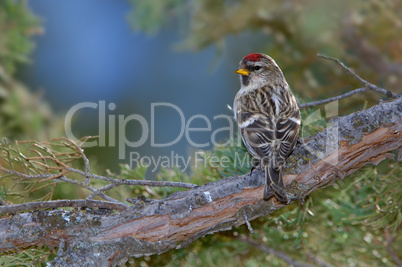 Common Redpoll in Juniper