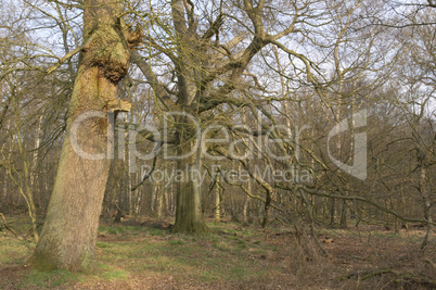 Ashridge woodland