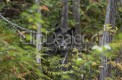 Gray Wolf Emerging from Forest