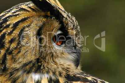 Eagle Owl Portrait