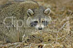 Raccoon