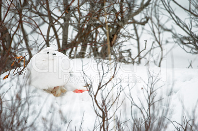 Wounded Willow Ptarmigan