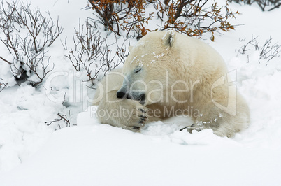 Polar Bear Cleaning Paw