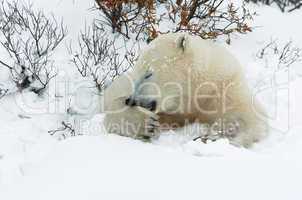 Polar Bear Cleaning Paw
