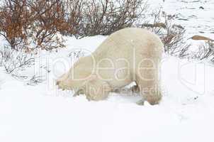 Polar Bear Playing Ostrich