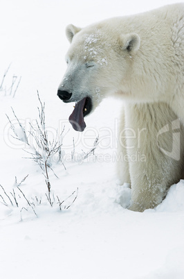 Polar Bear sticking out tongue