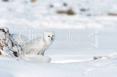 Chilly Arctic Fox on Ridge