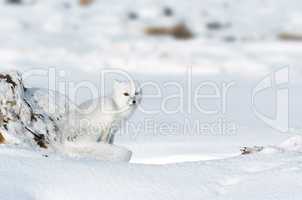 Chilly Arctic Fox on Ridge