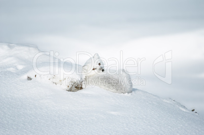 Arctic Fox Resting on Ridge