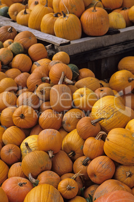 Pumpkins