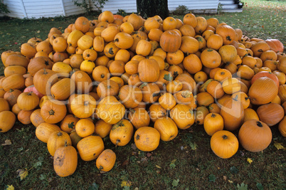 Farm house pumpkins