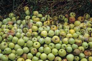 Rotting Apples
