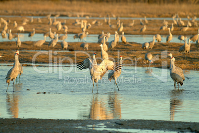 Sandhill Cranes