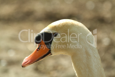 Mute Swan