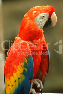 Red Macaw