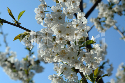 Blooming Cherry Tree
