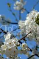 Blooming Cherry Tree