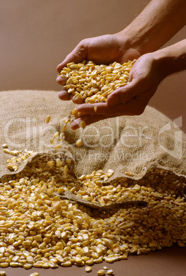 Corn Seed