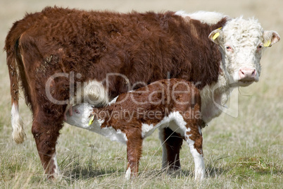 Cow feeding calf